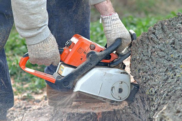 Leaf Removal in Woodward, OK